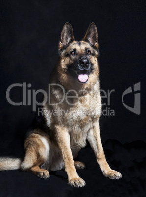 Schaeferhund portrait sitzend