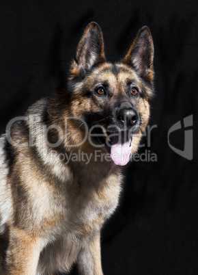 Schaeferhund portrait