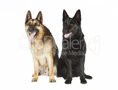 zwei Schaeferhunde