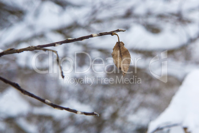 Single brown leaf on a tree