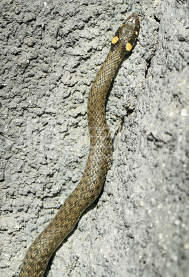 grass snake in stone