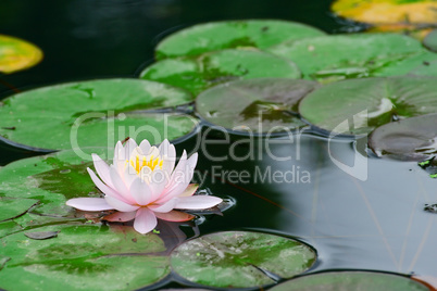 Water lily in lake