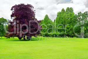 Beautiful meadow in the park