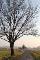 Baum in Feldmark