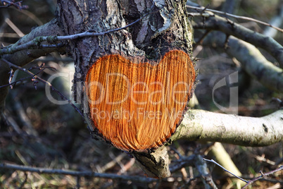 Herz im Holz