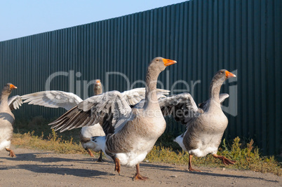 domestic geese on a farm