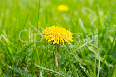 Yellow dandelions on a green meadow
