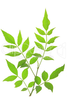 Szechuanpfeffer (Zanthoxylum piperitum)