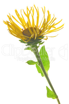 Alant (Inula helenium)