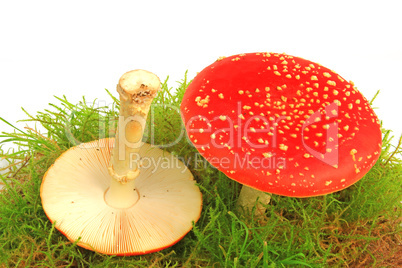 Fliegenpilz (Amanita muscaria)