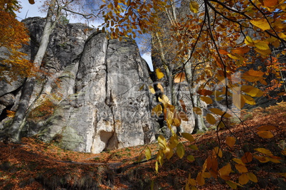 Wald am Basteifelsen