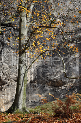 Wald am Basteifelsen