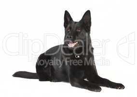 schwarzer Schaeferhund freigestellt