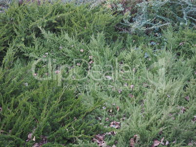 Green leaves greenery background