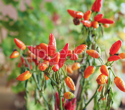 Chili Pepper