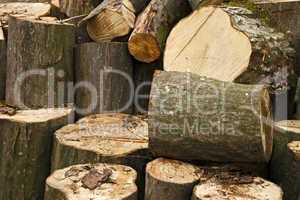 Heap of big hornbeam chopped logs