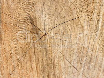 Structure of wooden cutting log