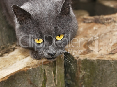 Gray cat with sad eyes