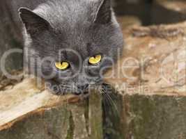 Gray cat with sad eyes