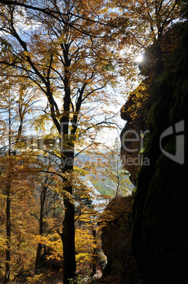 Wald an der Bastei