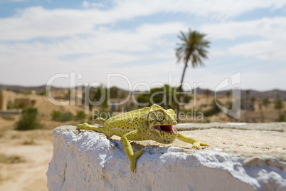 Chameleon in Tunesien