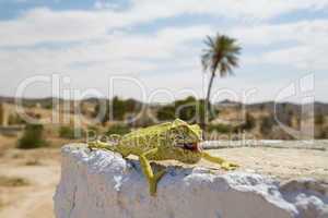 Chameleon in Tunesien