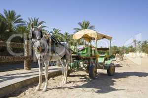 Pferd mit Kutsche in Tunesien