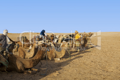 Dromedar Tour in der Sahara
