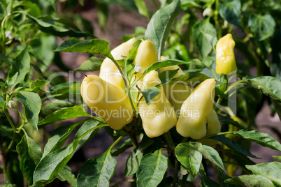 Yellow peppers