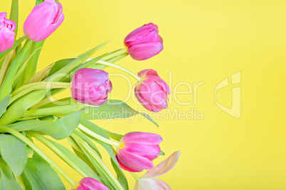 View to the easter pink tulips