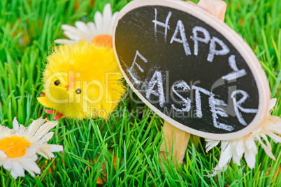 Small easter chicken on the grass