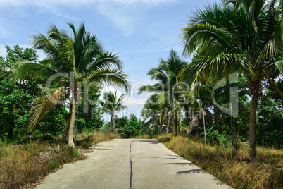 The road in the tropics surrounded by palm trees