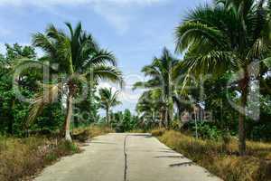 The road in the tropics surrounded by palm trees