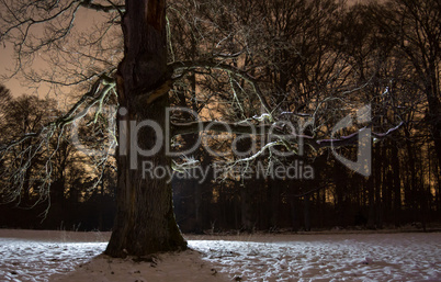 Baum im Winter von hinten beleuchtet