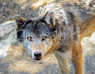 Grey wolf portrait