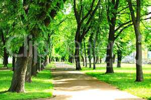 nice path in beautiful park with many green trees