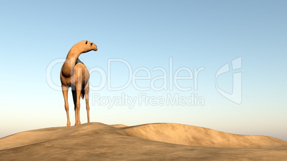 Camel looking behind - 3D render