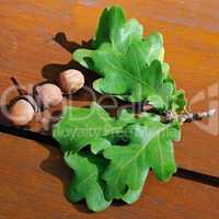 acorns and oak leaves on a wooden board