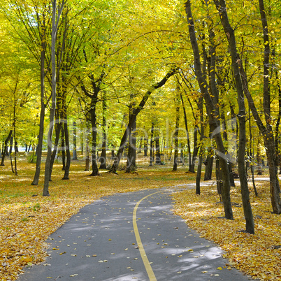 beautiful autumn park with soft sunlight