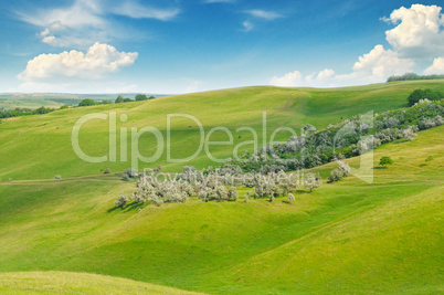 green field and blue sky with light clouds