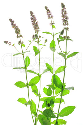 Spearmint (Mentha spicata)