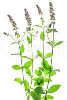 Spearmint (Mentha spicata)