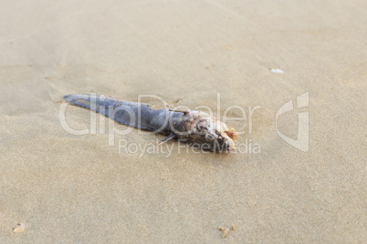 Dead fish on the beach