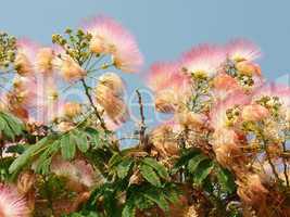 Flowering silk tree