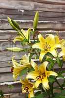 Blooming yellow lilies