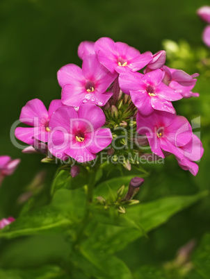 Blooming pink phlox