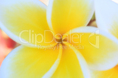 plumeria or frangipanni blossom blur style for background