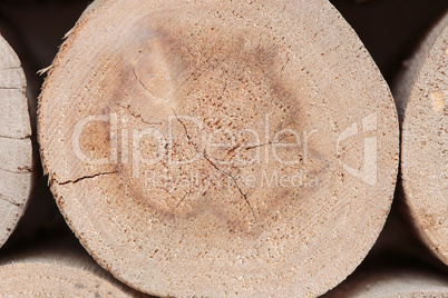 cross section images of the tree