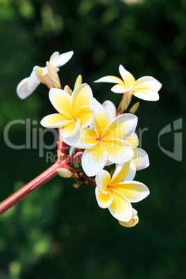 plumeria or frangipanni blossom