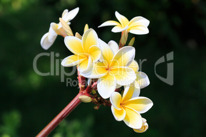 plumeria or frangipanni blossom